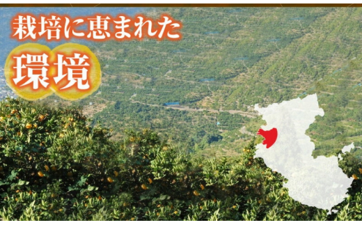 デコ不知火（デコポン） 約2.8kg/サイズおまかせ　※2026年2月上旬～4月上旬頃に順次発送予定(お届け日指定不可)　紀伊国屋文左衛門本舗　【sutb421C】