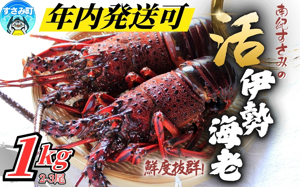 ＼期間限定・数量限定／ 南紀すさみの活き伊勢海老 約1kg(2～3匹)【日付指定必須】伊勢海老 伊勢エビ イセエビ 海老 えび エビ 活き 天然 すさみ町【eki109A】
