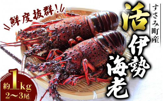 ＼期間限定・数量限定／ 南紀すさみの活き伊勢海老 約1kg(2～3匹)【日付指定必須】伊勢海老 伊勢エビ イセエビ 海老 えび エビ 活き 天然 すさみ町【eki109】