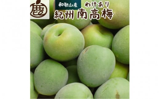 ＜6月発送＞家庭用 紀州南高梅(青梅)2.5kg+75g（傷み補償分）【朝摘み・とれたて直送便】【梅干し・梅酒・梅ジュース】【和歌山産】【わけあり・訳あり】 ※北海道・沖縄・離島への配送不可 青梅 青梅 青梅 青梅 青梅 青梅 青梅 青梅 青梅 青梅 青梅 青梅【ikd169】