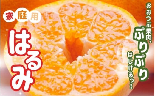 ＜2月より発送＞家庭用はるみ5kg+250g（傷み補償分）【デコポンの姉妹品種・新食感春みかん】【光センサー選別】【わけあり・訳あり】【ikd195B】