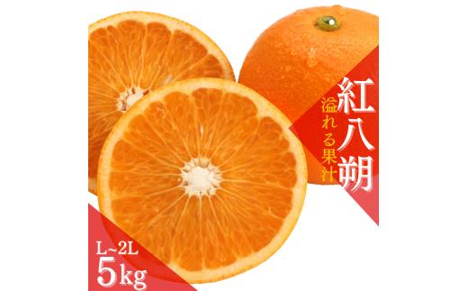 【先行予約】【数量わずか】あふれる果汁！ 希少な紅はっさく 秀品 5kg L～２L ※2026年1月初旬～2026年3月末頃に順次発送予定（お届け日指定不可）/ ハッサク 八朔 紅八朔 紅はっさく フルーツ 柑橘 蜜柑 果物 くだもの【kgr006A】
