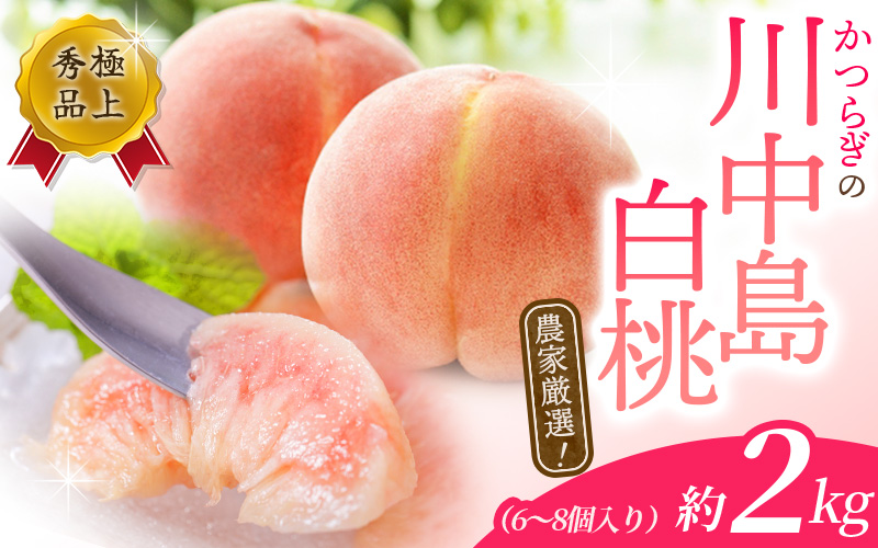 【予約受付】桃の王様　こだわり農家厳選 川中島白桃 和歌山産の桃 <大玉特秀品> 約2kg（6個~9個） 2026年7月末頃～2026年8月末頃に順次発送予定（お届け日指定不可）/ 桃 もも 川中島 白桃 フルーツ 果物 くだもの 【kgr011A】