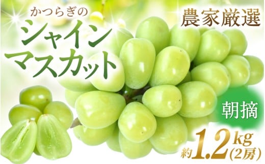 先行予約！ 朝摘み シャインマスカット 秀品 2房（約1.2kg）こだわり農家厳選！【2026年8月末から9月末順次発送予定】/ フルーツ ぶどう ブドウ 葡萄 マスカット 和歌山県 かつらぎ町 ジューシー 厳選 産地直送 果物 【kgr035】