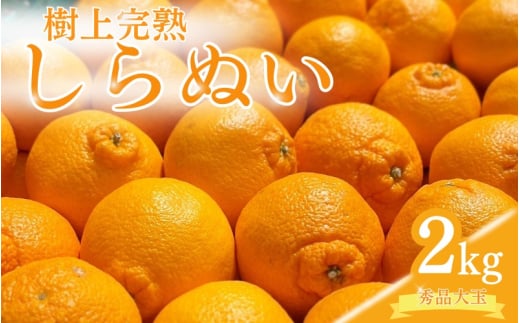 【先行予約】希少な樹上完熟　しらぬい（不知火） 秀品大玉 約2kg(6個) 2026年2月末～2026年4月中旬頃に順次発送予定（お届け日指定不可）/ 和歌山 みかん しらぬい 不知火 【kiy001】