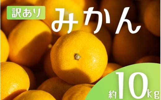 【訳あり】 森本農園の手選別 みかん 約10kg 和歌山県産 2S~2Lサイズ混合 【2025年11月上旬～2026年2月中旬ごろに順次発送】【mrmt010】 