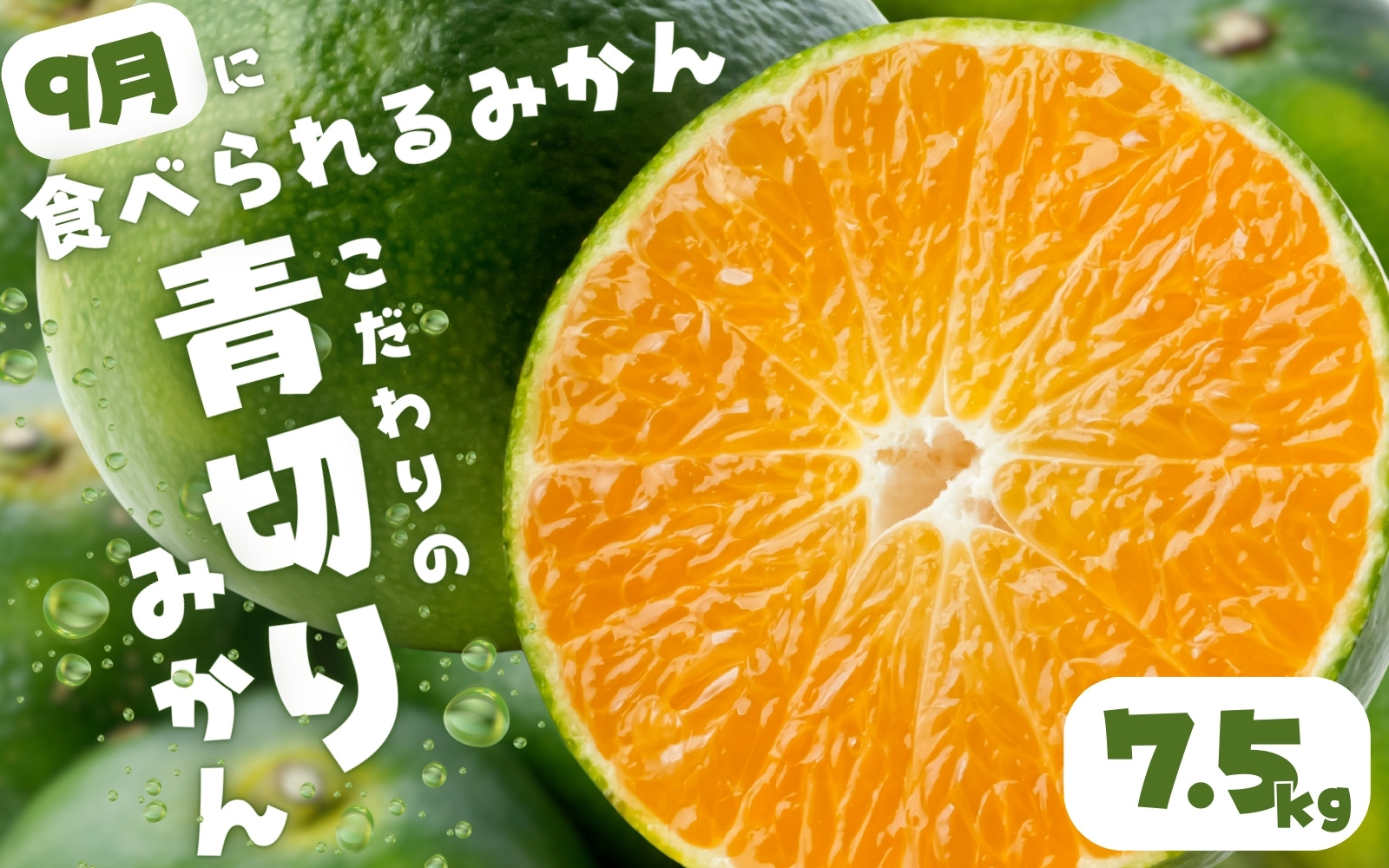 【2026年9月下旬~】【農家直送】青切りみかん 約7.5kg  有機質肥料100%　 サイズ混合　※2026年9月下旬より順次発送予定（お届け日指定不可）みかん 極早生みかん フルーツ 柑橘 果物 果実 ジューシー 人気 国産 食べ物 和歌山県 すさみ町 送料無料【nuk107E】
