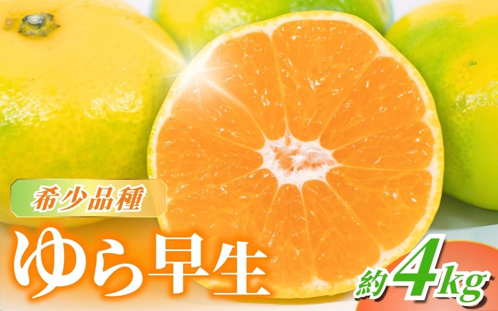 【先行予約】＼数量限定／ ＼農家直送／甘くて濃厚！希少品種 ご家庭用 ゆら早生みかん　約4kg サイズ混合【2026年10月上旬頃より順次発送】/ みかん くだもの 果物 フルーツ 有田みかん 【nuk162B】