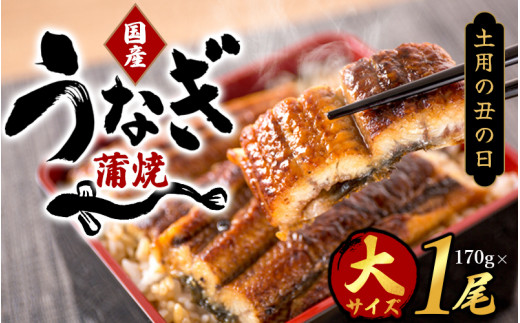 【土用の丑の日までにお届け！】国産 大型サイズ ふっくら柔らか 国産うなぎ蒲焼き 1尾 約2人前 化粧箱入 先行予約 国産 うなぎ ウナギ 鰻 蒲焼 土用の丑の日 丑の日 【uot714A-dy】