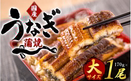 【大型サイズ】ふっくら柔らか 国産うなぎ蒲焼き 1尾 約2人前 化粧箱入/うなぎ ウナギ 鰻 うなぎ蒲焼 国産【uot714A】