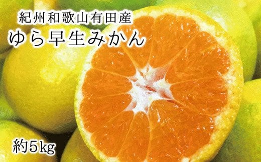 【先行予約】紀州和歌山有田産ゆら早生みかん 5kg　※2026年10月下旬頃〜2026年11月上旬頃順次発送（お届け日指定不可）/ ゆら早生  みかん ミカン  和歌山 早生【uot721】