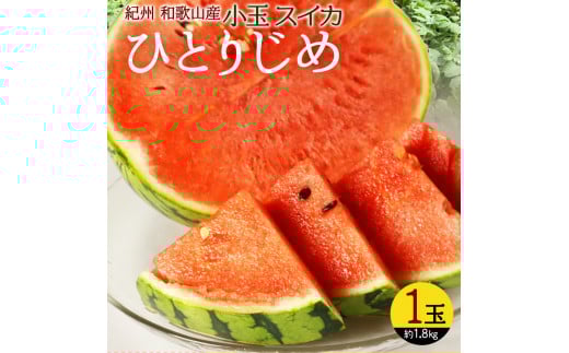 【先行予約】 紀州和歌山産 小玉スイカ「ひとりじめ」1玉 ※2026年6月上旬頃〜7月上旬頃に順次発送予定(お届け日指定不可) スイカ すいか 果物 くだもの フルーツ【uot778】