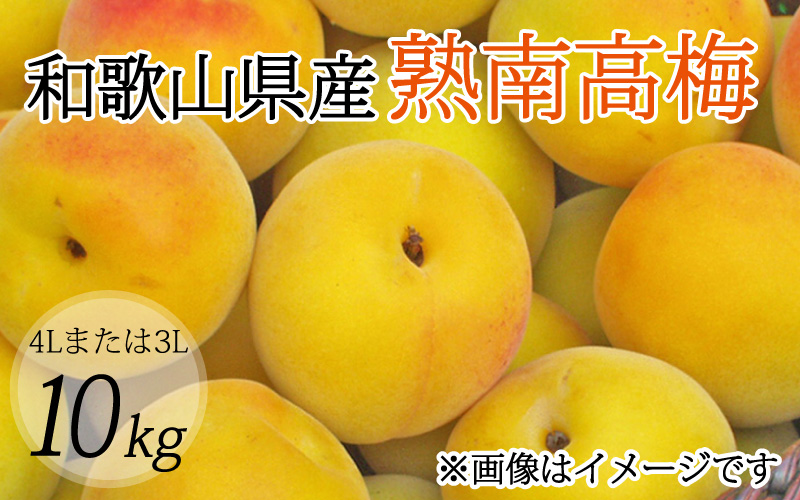 [梅干・梅酒用](4Lまたは3L-10kg)熟南高梅[2025年6月上旬〜7月上旬ごろに順次発送予定] 青梅 生梅 梅干し うめシロップ 梅シロップ [art007A]