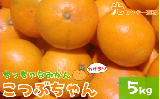 [訳あり]3S ちっちゃな有田みかん 5kg ※2024年11月中旬から順次発送予定(お届け日指定不可)※北海道・沖縄・離島への配送不可 訳ありみかん みかん ミカン 蜜柑 柑橘 フルーツ 果物 くだもの 温州みかん 柑橘 有田[nuk163]