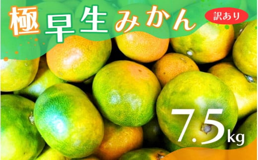 [2024年秋頃発送予約分][訳あり]こだわりの極早生みかん 約7.5kg ※10月上旬より順次発送予定(お届け日指定不可) サイズ混合 有田産 / みかん ミカン 有田みかん 和歌山 フルーツ 果実 柑橘 くだもの 果物 [nuk166]