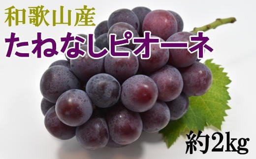 [新鮮・産直] 和歌山かつらぎ町産 たねなしピオーネ 約2kg ※2025年8月中旬〜2025年9月下旬頃順次発送 / フルーツ 果物 くだもの 和歌山 おすすめ 葡萄 ぶどう ブドウ [tec500A]