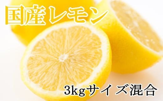 ☆先行予約☆[産直]和歌山産レモン約3kg(サイズ混合) ※2025年3月中旬〜2025年5月下旬頃順次発送[tec504A]