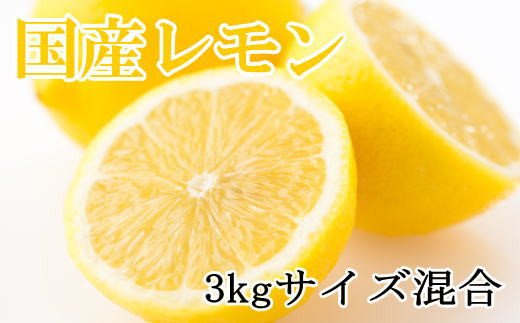 ☆先行予約☆[産直]和歌山産レモン約3kg(サイズ混合) ※2025年3月中旬〜2025年5月下旬頃順次発送[tec504A]