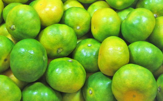 ［産直］YN26極早生みかん約5kg（2S～Mサイズおまかせ）★2026年9月中旬頃より順次発送［TM13］