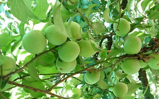 ［和歌山名産］南高梅約5kg（サイズ混合）★2026年６月より順次発送［TM176］