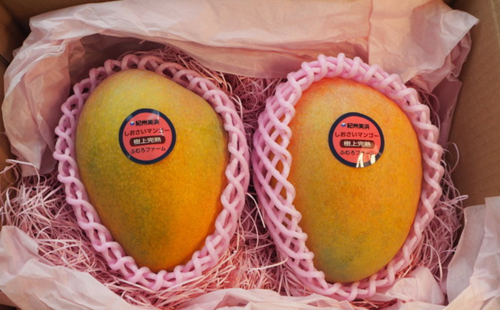 和歌山県産 樹上完熟しおさいマンゴー 2玉入り★2026年8月初旬頃より順次発送　［TM218］