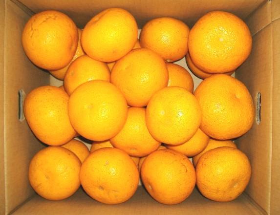 和歌山由良町産さつきはっさく 約10kg 秀品 サイズおまかせ (Ｌまたは２Ｌ) いずれかお届け ［SL41］