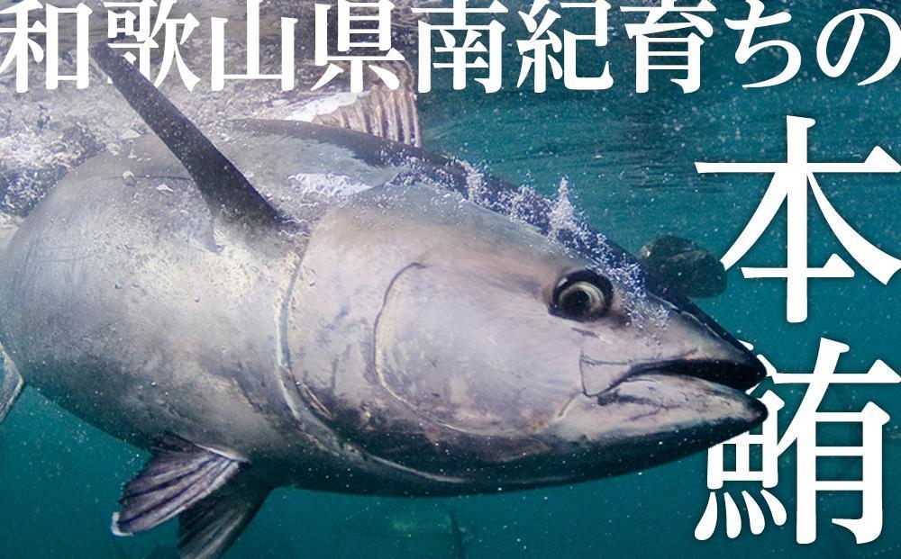 プレミア和歌山認証品 本マグロ（養殖）トロ＆赤身セット 240g［KS11］