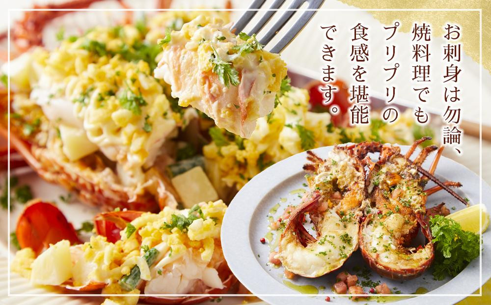 【12月末まで限定寄付額】【年内発送可】冷凍 伊勢海老  真空パック 約1kg（2～4匹入り） 南紀黒潮 イセエビ 通年発送｜期間限定 漁師直送 海鮮 海老 とれたて 人気