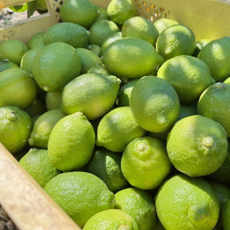 紀州和歌山 有田レモン（ご家庭用）約3kg ［先行予約］［国産］［農園直送］［ノーワックス・ノー防腐剤］［MS70］