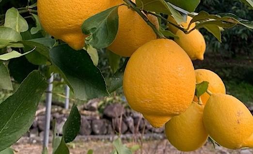 ［産地直送］和歌山県産 レモン 5kg 家庭用 ［US47］