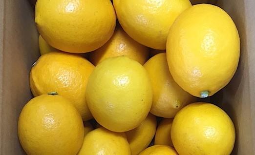 ［産地直送］和歌山県産 レモン 2kg サイズ混合 ［US43］
