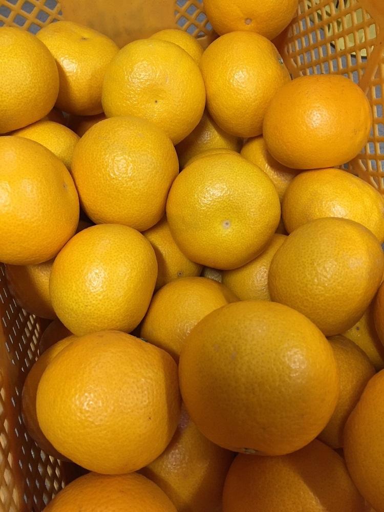 和歌山県産 八朔 約4kg 秀品 【US55】