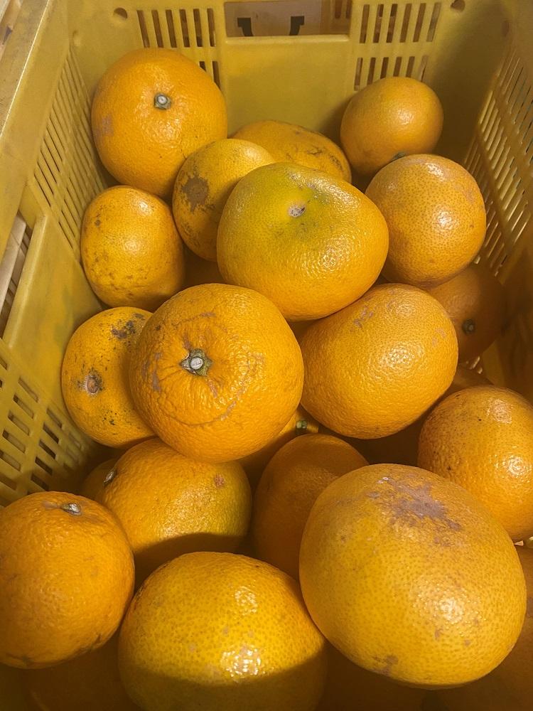 和歌山県産 八朔 約6kg 家庭用 【US56】