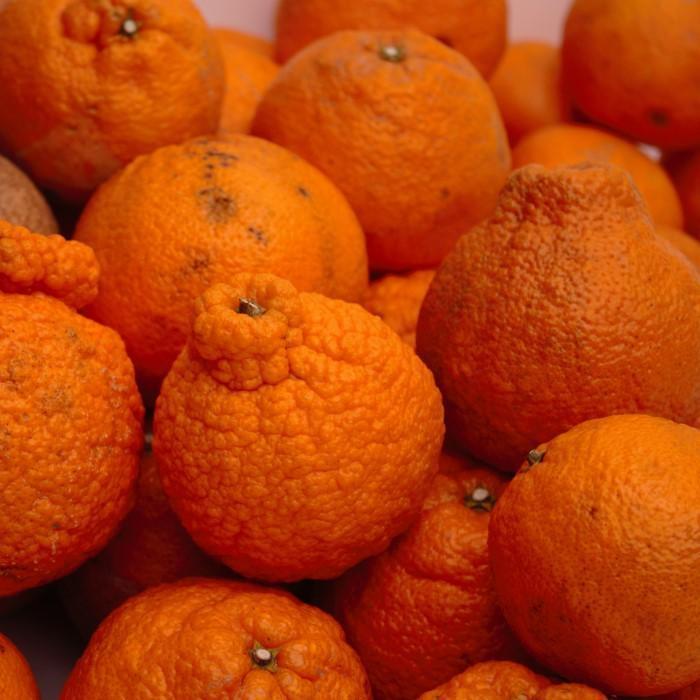 家庭用 不知火10kg+250g（傷み補償分）［デコポンと同品種・人気の春みかん］［わけあり・訳あり］［IKE254］