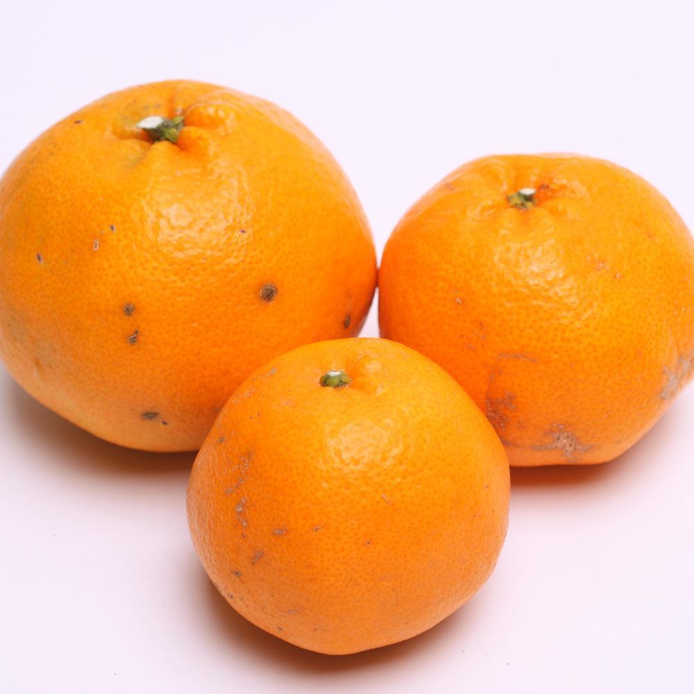 ［先行予約］家庭用 はるみ5kg+250g（傷み補償分）［デコポンの姉妹品種・新食感春みかん］［わけあり・訳あり］［IKE47］