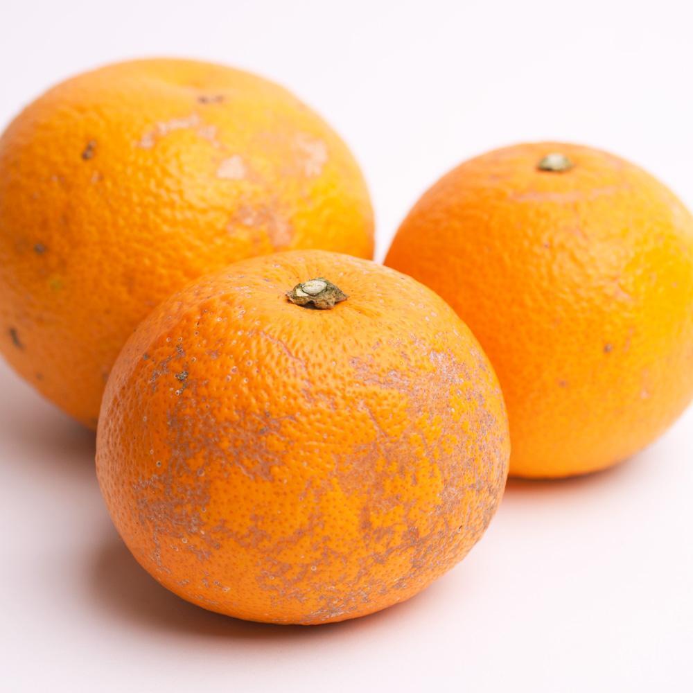 ［先行予約］家庭用 はっさく5kg+250g（傷み補償分）【八朔みかん】【訳あり・わけあり】［IKE29］