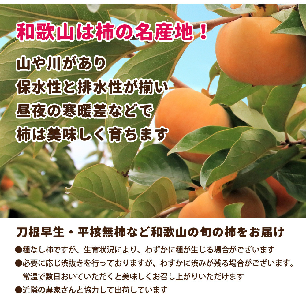 ［先行予約］家庭用 たねなし柿 約10kg［訳あり］［刀根早生・平核無柿（ひらたねなしかき）］［カキ・種無柿・種無し柿・種なし柿・無核柿］［IKE321］