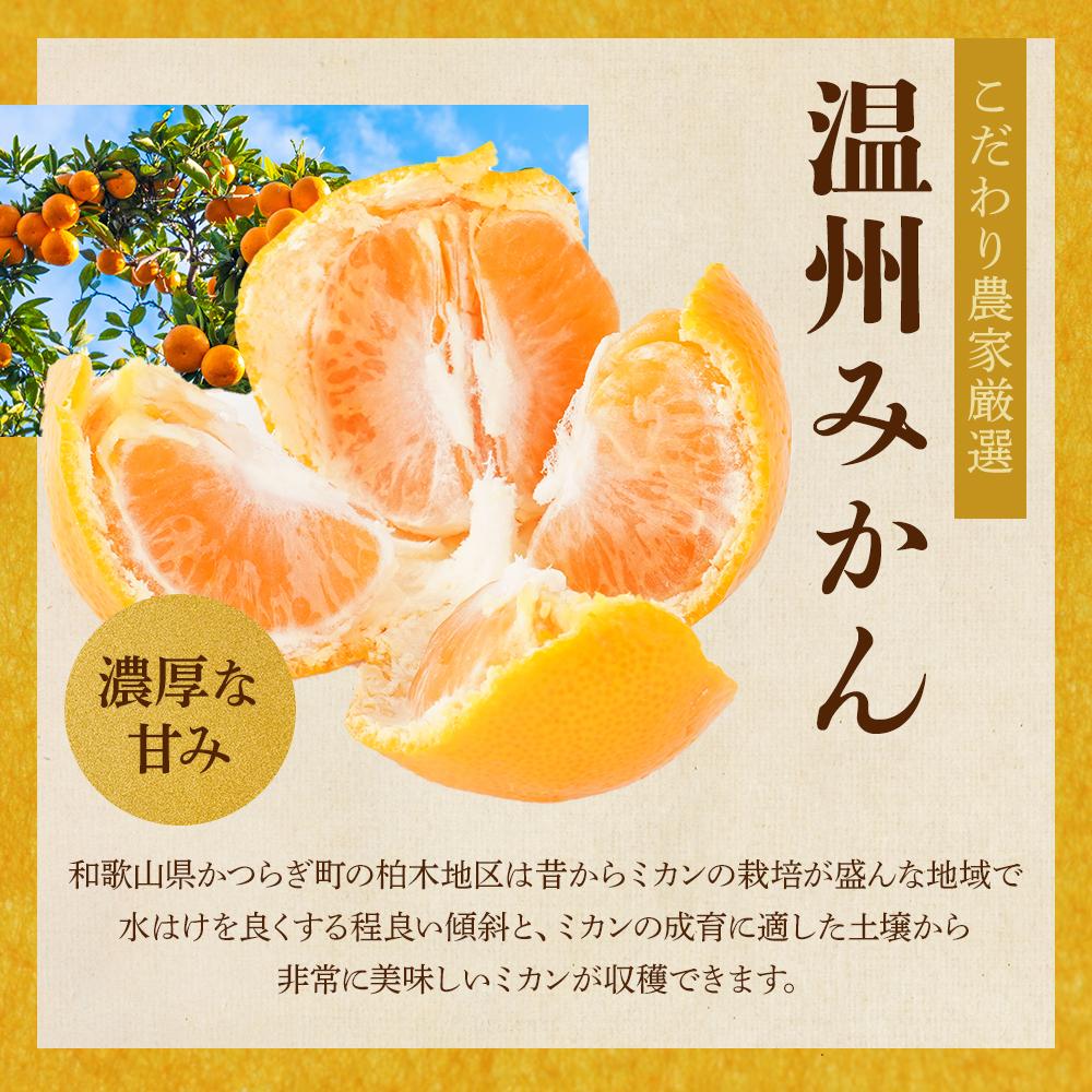 ［先行予約］［2026年11月初旬から11月末頃順次発送］ 和歌山県産温州みかん 約5kg（40個～60個）秀品 こだわり農家厳選！［KG31］