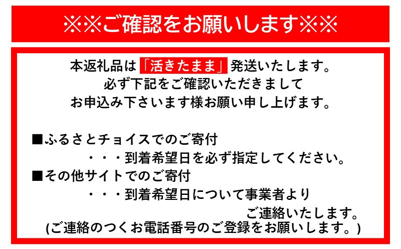【12月末まで限定寄付額】【年内発送可】【訳あり】天然 活 伊勢海老 約2kg（ 5～10尾 大きさ 不揃い ）南紀黒潮イセエビ 年末年始 お正月 お届け可｜ 期間限定 漁師直送 海鮮 海老 とれたて 人気