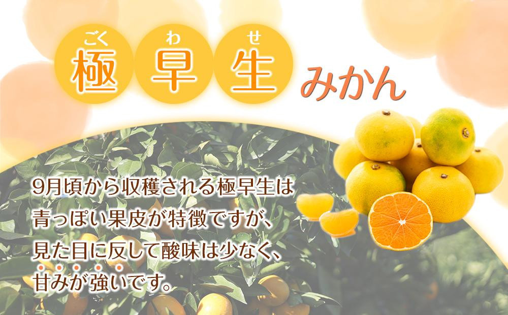 訳あり 森本農園の手選別 極早生みかん 8kg 和歌山県産 2S~2Lサイズ混合 ［北海道・沖縄・離島配送不可］［RN5］［2025年10月上旬から順次発送］