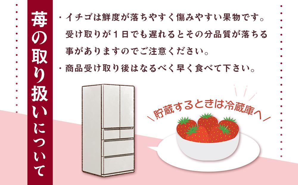 2月中旬より発送 和歌山県 オリジナル まりひめ イチゴ4パック入り（3L～L寸）