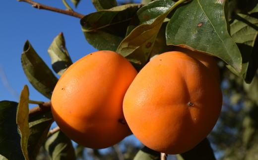 【秋の味覚】和歌山産たねなし柿2L～4Lサイズ約4kg（化粧箱入り）★2026年10月頃より順次発送［TM192］