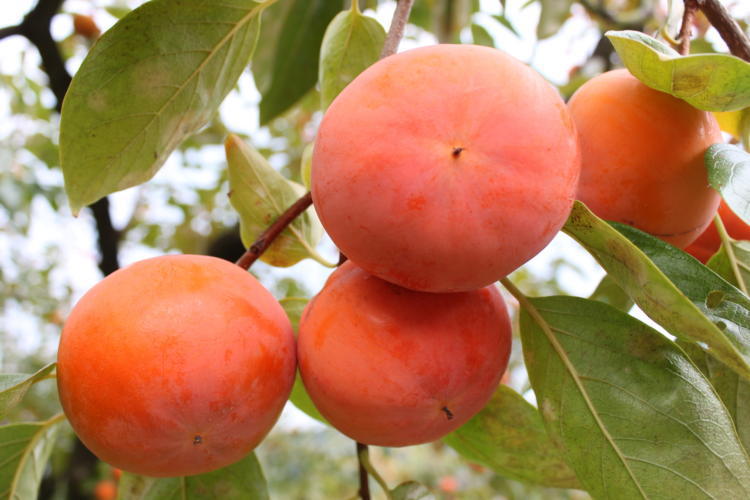 ≪柿の名産地≫九度山の富有柿約7.5kgサイズおまかせ★2026年11月上旬頃より順次発送［TM2］