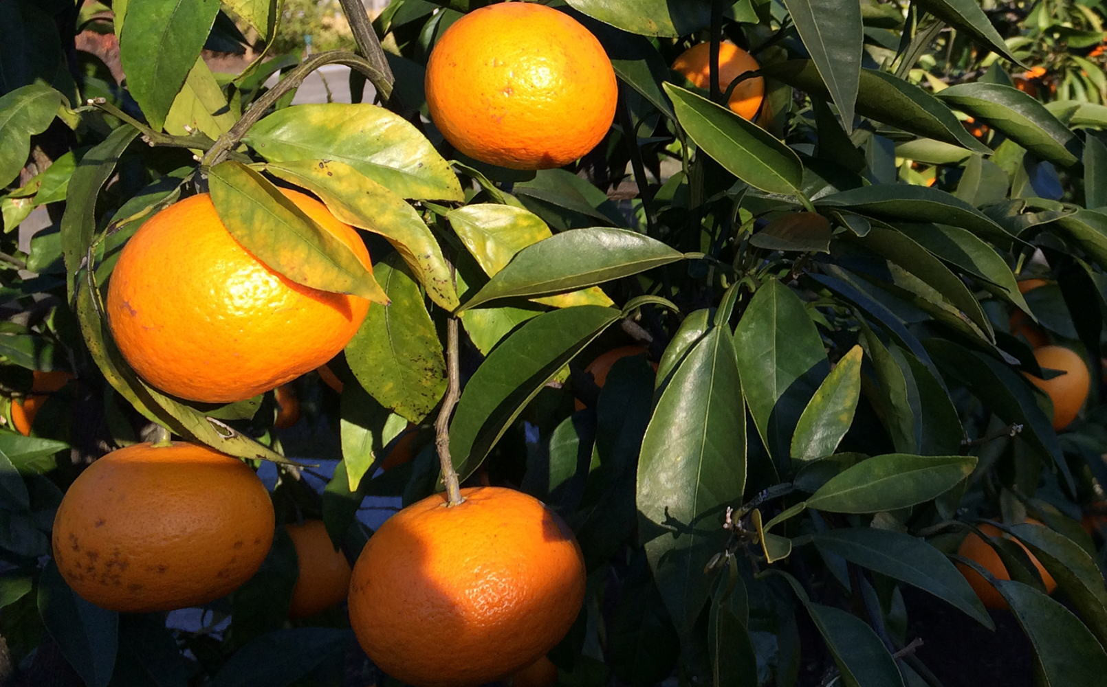 ［希少柑橘］和歌山県産なつみ約5kg（S～2Lサイズおまかせ）★2026年4月頃より順次発送［TM147］