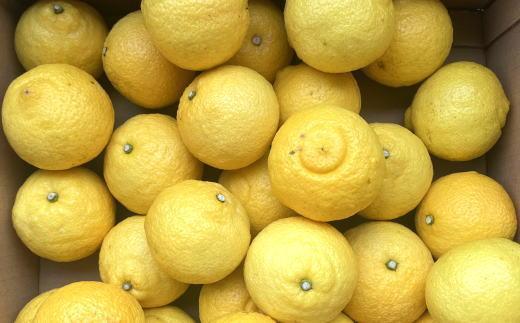 ［さわやか柑橘］和歌山県産はるかみかん約4.5kg（サイズ混合　秀品）★2026年2月下旬頃より順次発送［TM162］