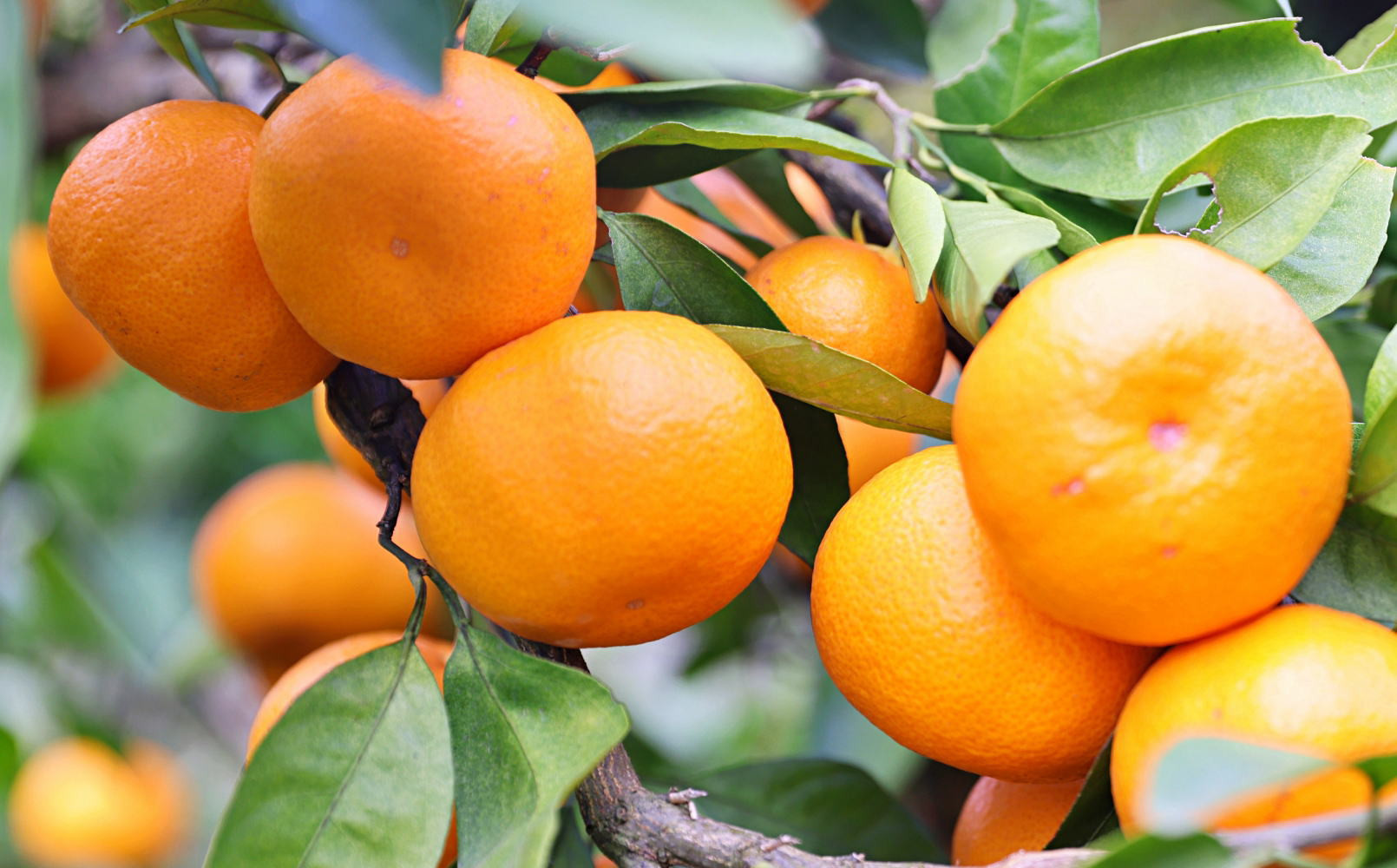 有田の旬の食べごろみかん約10kg（サイズ混合）（秀・優品混合）★2026年11月下旬頃より順次発送 ［TM227］