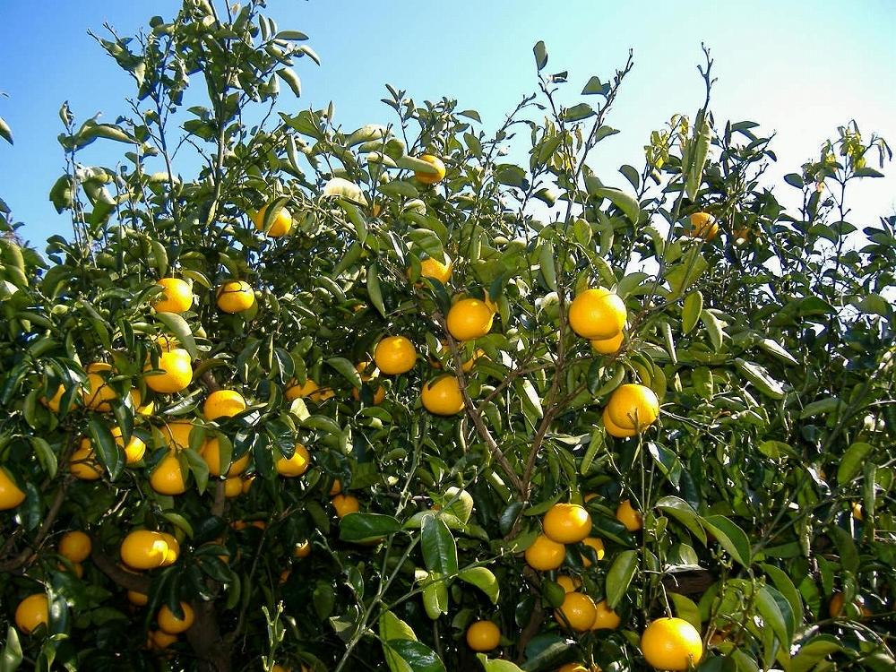 和歌山由良町産さつきはっさく 約5kg 秀品 サイズおまかせ (Ｌまたは２Ｌいずれかお届け) ［SL3］