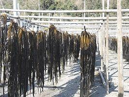 紀州衣奈産乾燥わかめ 約150g×5パック（2026年産） ［SL46］