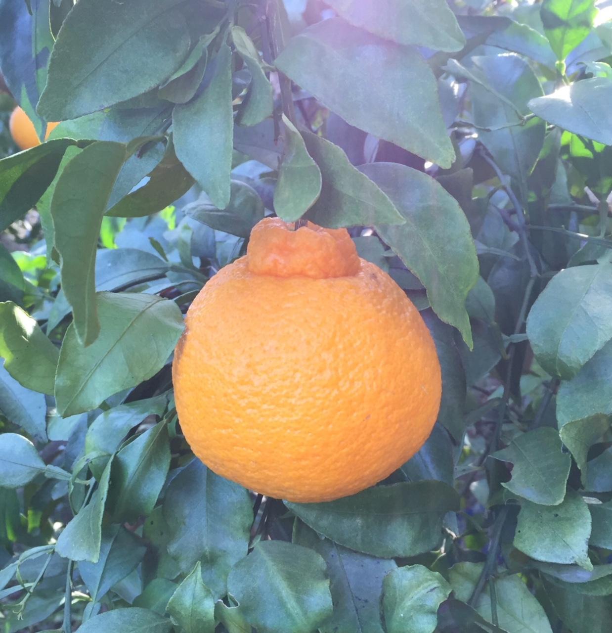 和歌山産 不知火［12玉～24玉］秀品［US63］