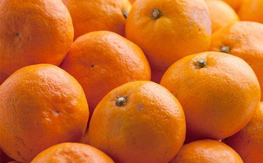 プレミアム 有田みかん5kg+250g（傷み補償分）［2025年10月上旬から2026年1月下旬頃順次発送予定］［IKE250］